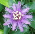 Passiflora, Passion Vine