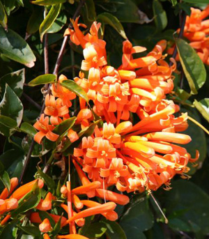 Orange Trumpet Vine, Pyrostegia venusta