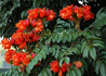 Spathodea campanulata, African Tulip Tree