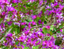 bauhinia, hong kong orchid tree