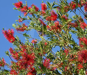 callistemon viminalis, bottle brush tree