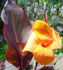 canna, canna lily