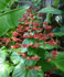 clerodendrum, pagoda plant, pagoda flower