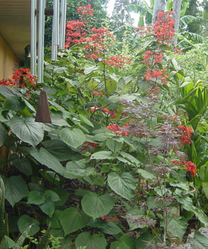 Clerodendrum speciosissimum  (Glorybower or Java Glorybower)