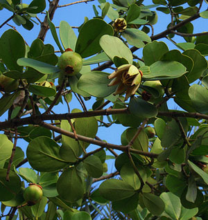 clusia rosea, autograph tree