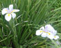 dietes vegeta, african iris