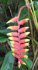 heliconia