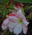 hippeastrum, amaryllis