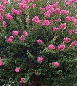 lagerstroemia, crape myrtle