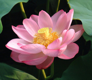Nelumbo nucifera, Sacred Lotus, Egyptian Lotus