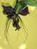 tacca chantrieri, bat flower