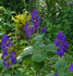 tibouchina, glower bush