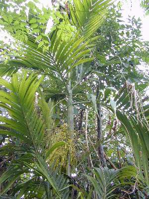 Areca Triandra, Triandra Palm Areca Triandra, Triandra Palm