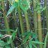 Bambusa malingensis,  (Seabreeze Bamboo, Maling Bamboo)