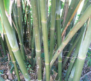 Bambusa textilis Mutabilis, Emerald Bamboo Bambusa textilis Mutabilis, Emerald Bamboo