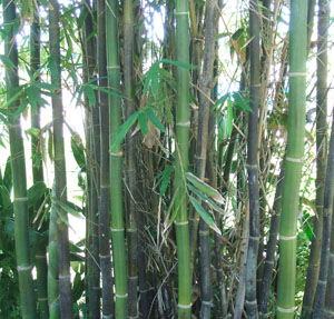 Bambusa oldhamii (Oldham's Bamboo) Bambusa oldhamii (Oldham's Bamboo)