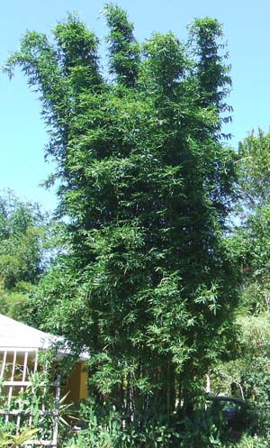Bambusa oldhamii (Oldham's Bamboo) Bambusa oldhamii (Oldham's Bamboo)