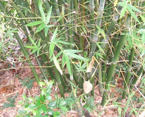 Bambusa textilis 'Kanapaha, Wong Chuk Bamboo, Royal Bamboo Bambusa textilis 'Kanapaha, Wong Chuk Bamboo, Royal Bamboo
