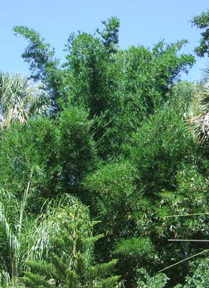 Bambusa textilis 'Kanapaha, Wong Chuk Bamboo, Royal Bamboo Bambusa textilis 'Kanapaha, Wong Chuk Bamboo, Royal Bamboo
