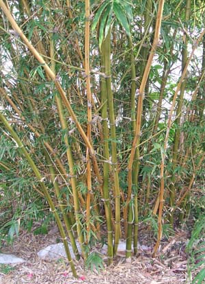 Bambusa ventricosa Kimmei Bambusa ventricosa Kimmei