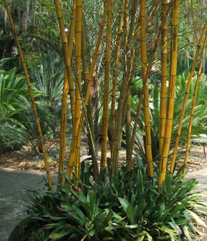 Bambusa vulgaris Vittata (Hawaiian Stripe Bamboo, Painted Bamboo, Hawaiian Golden Bamboo) Bambusa vulgaris Vittata (Hawaiian Stripe Bamboo, Painted Bamboo, Hawaiian Golden Bamboo)