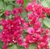 Bougainvillea