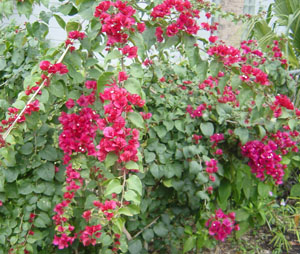 Bougainvillea