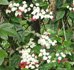 Clerodendrum thomsoniae, Bleeding Heart Vine