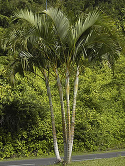 Dypsis lutescens, Butterfly Palm, Chrysalidocarpus lutescens, Areca Palm Dypsis lutescens, Butterfly Palm, Chrysalidocarpus lutescens, Areca Palm