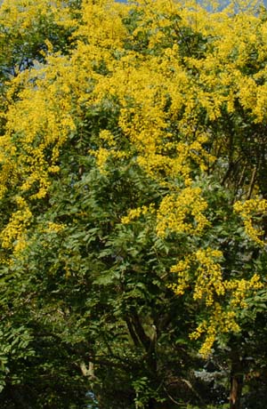 Golden Rain Tree, Koelreuteria paniculata, Golden Rain Tree, Koelreuteria paniculata,