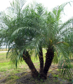 Phoenix-roebelenii, Pygmy Date Palm