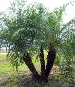 Phoenix-roebelenii, Pygmy Date Palm Phoenix-roebelenii, Pygmy Date Palm