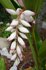 alpinia zerumbet, ginger