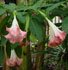 brugmansia, angel trumpet