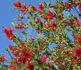 callistemon, bottle brush tree