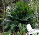 cycas circinalis,Queen Sago