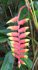 heliconia