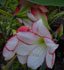 hippeastrum, amaryllis