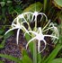 hymenocallis, spider lily