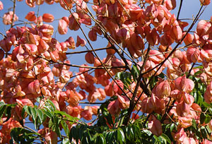 Golden Rain Tree, Koelreuteria paniculata, seed pods