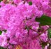 lagerstroemia-crape-myrtle