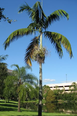 Veitchia joannis, Joannis Palm Veitchia joannis, Joannis Palm